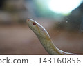 A Japanese Rat Snake emerges from the water 143160856