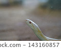A snake carrying eggs 143160857