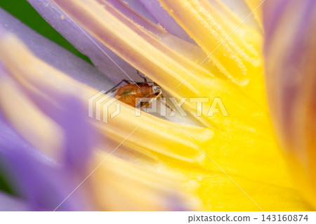 Macro photograph of tiny aphid hiding among purple yellow flower petals showing delicate insect details colorful natural floral surroundings 143160874
