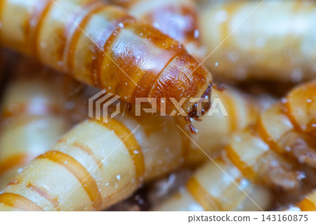 Extreme macro photograph of mealworm larvae showing segmented bodies detailed texture natural brown cream colors shallow depth of field Extreme macro photograph of mealworm larvae showing segmented bodies detailed texture natural brown cream colors shallow depth of field 143160875