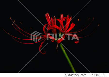 成簇的紅色蜘蛛百合(Lycoris radiata)為秋季的景色和自然風光增添了色彩。 成簇的紅色蜘蛛百合(Lycoris radiata)為秋季的景色和自然風光增添了色彩。 143161130