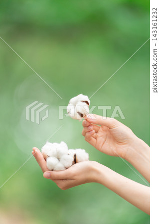 一雙女人的手拿著棉花 一雙女人的手拿著棉花 143161232