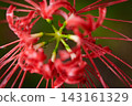 群集孤挺花 143161329