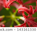 群集孤挺花 143161330
