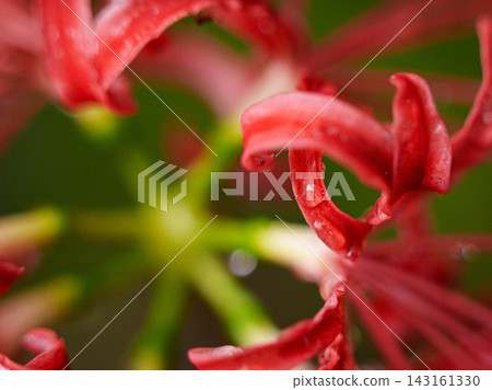群集孤挺花 143161330