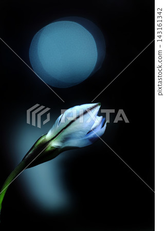 一朵伊菲翁花在滿月之夜盛開 一朵伊菲翁花在滿月之夜盛開 143161342
