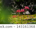 群集孤挺花 143161368