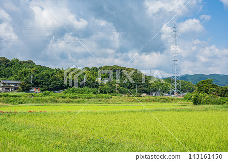 Rural landscape of Katata, Otsu City, Kosei region; rice fields after harvest; Shiga Prefecture Rural landscape of Katata, Otsu City, Kosei region; rice fields after harvest; Shiga Prefecture 143161450