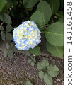 Light blue hydrangeas surrounded by green leaves 143161458