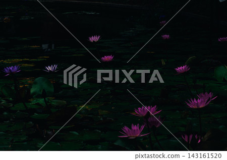 Water lilies and lotus flowers blooming beautifully by the water's edge, creating a fantastical scene against a dark background. Water lilies and lotus flowers blooming beautifully by the water's edge, creating a fantastical scene against a dark background. 143161520