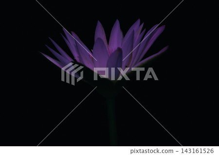 Water lilies and lotus flowers blooming beautifully by the water's edge, creating a fantastical scene against a dark background. Water lilies and lotus flowers blooming beautifully by the water's edge, creating a fantastical scene against a dark background. 143161526