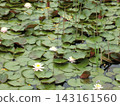 荷花葉漂浮在池塘里 143161560