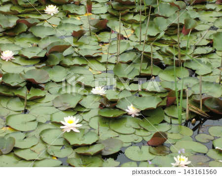荷花葉漂浮在池塘里 荷花葉漂浮在池塘里 143161560