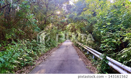 從三宅島鬱鬱蔥蔥的森林中，可以欣賞到一條都會公路的美景。 143161562