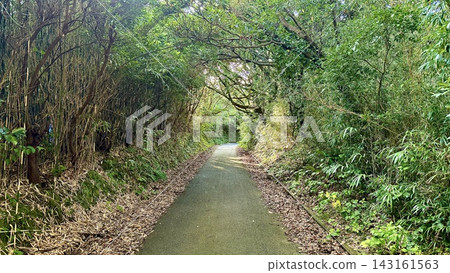 從三宅島鬱鬱蔥蔥的森林中，可以欣賞到一條都會公路的美景。 143161563