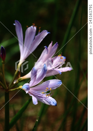 Pink flowers that resemble spider lilies Pink flowers that resemble spider lilies 143161791