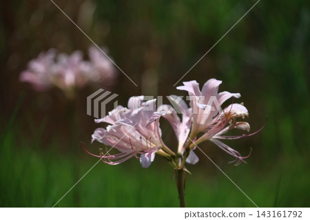 Pink flowers that resemble spider lilies Pink flowers that resemble spider lilies 143161792