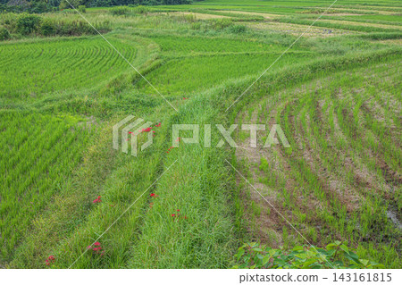Rice terraces in Ikadachi, Otsu City, Shiga Prefecture: Rice fields after harvest. Rice terraces in Ikadachi, Otsu City, Shiga Prefecture: Rice fields after harvest. 143161815