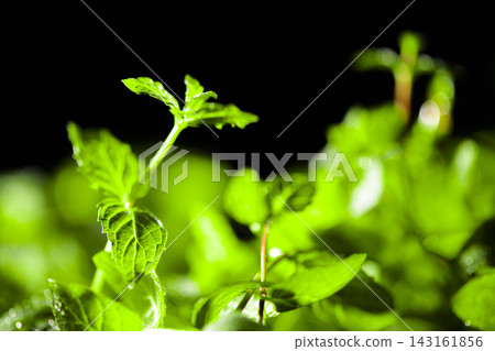 特寫鏡頭展現了薄荷葉上閃爍著水珠，凸顯了新鮮香草的清新之美。 143161856