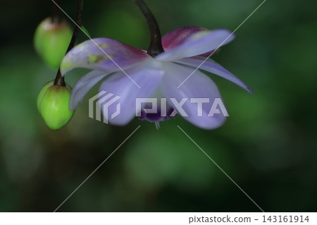 Lamps hanging in the forest Lamps hanging in the forest 143161914