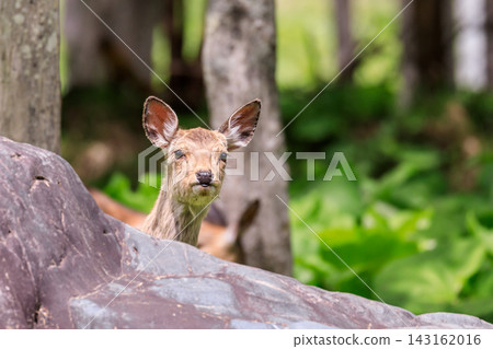 A Hokkaido deer peeks out its innocent face from behind a rock in Yubari, Hokkaido [May] 143162016