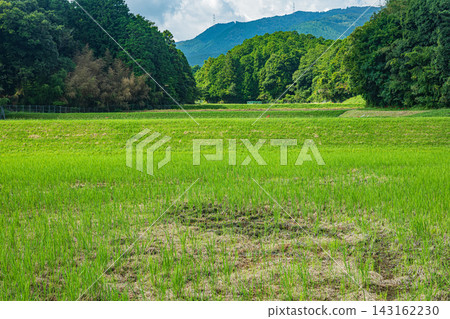 Rice terraces in Ikadachi, Otsu City, Shiga Prefecture: Rice fields after harvest. Rice terraces in Ikadachi, Otsu City, Shiga Prefecture: Rice fields after harvest. 143162230