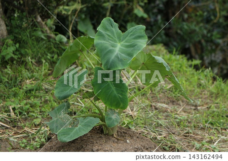 芋頭植株葉片很大。 芋頭植株葉片很大。 143162494