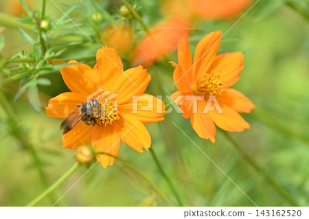 一隻蜜蜂停在一朵橘色的花上 143162520