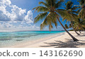 palm tree on the beach 143162690