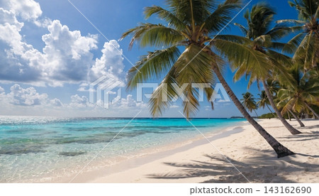 palm tree on the beach 143162690