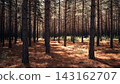 pine forest in the morning 143162707