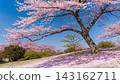 beautiful cherry blossom sakura in spring time 143162711
