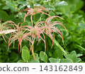 高山植物金絲桃的粉紅色絨毛狀種子頭在秋雨過後閃閃發光，與柔和的綠色背景形成鮮明對比。 143162849