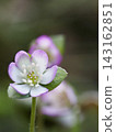 一張美麗的雪滴花（Hepatica nobilis）的微距照片，花瓣邊緣泛著粉紫色，呈現出美麗的散景效果。 143162851