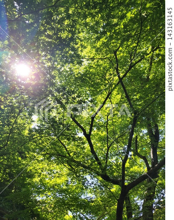 古河庭園(春季,東京北區)的楓樹間灑下清新的綠葉和溫暖的陽光。 古河庭園(春季,東京北區)的楓樹間灑下清新的綠葉和溫暖的陽光。 143163145