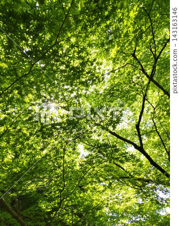 陽光透過樹葉灑下,映照出古河庭園(今東京北區)翠綠的樹葉,形成一片鬱鬱蔥蔥的樹蔭。 (春季) 陽光透過樹葉灑下,映照出古河庭園(今東京北區)翠綠的樹葉,形成一片鬱鬱蔥蔥的樹蔭。 (春季) 143163146