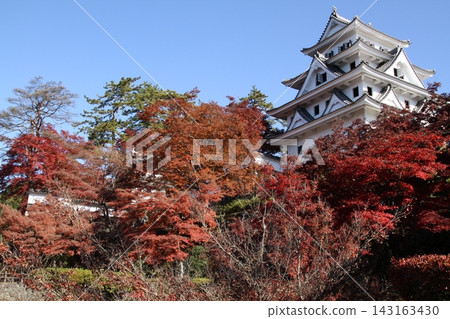 郡上八幡城被秋葉裝點,秋日天空晴朗。 郡上八幡城被秋葉裝點,秋日天空晴朗。 143163430