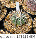 Gymnocalycium vatteri cactus with prominent white woolly areoles 143163436