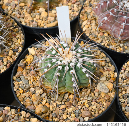 Gymnocalycium vatteri cactus with prominent white woolly areoles 143163436