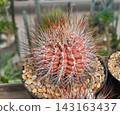 Cactus Echinocactus parryi with a pronounced reddish coral body 143163437