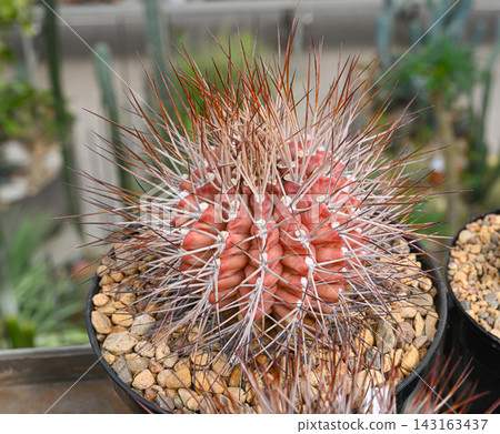 Cactus Echinocactus parryi with a pronounced reddish coral body 143163437