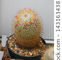 The cactus of the mammillaria family is covered with a thick layer of golden-yellow thorns. 143163438