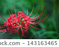 開花在秋天領域的簇孤挺花 143163465