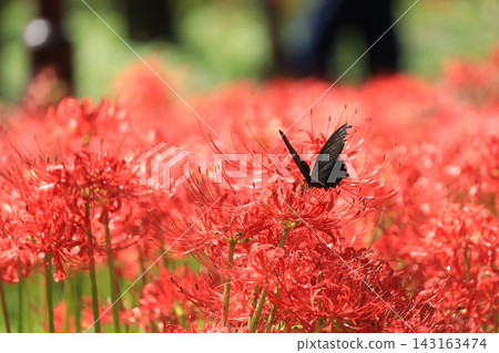 Black swallowtail sucking nectar from red amaryllis Black swallowtail sucking nectar from red amaryllis 143163474