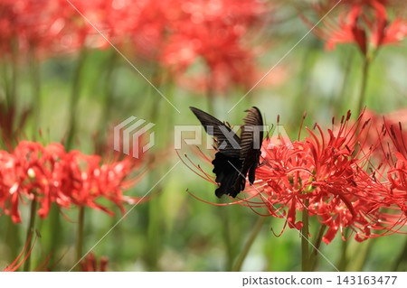 Black swallowtail sucking nectar from red amaryllis Black swallowtail sucking nectar from red amaryllis 143163477