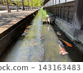 Traditional Japanese townscapes and koi swimming in waterways 143163483
