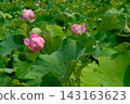 Pink lotus flowers blooming in Shinobazu Pond in summer 143163623