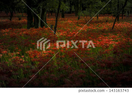 Cluster of red spider lilies in September (Kinchakuda Red Spider Lily Park, Hidaka City, Saitama Prefecture) Cluster of red spider lilies in September (Kinchakuda Red Spider Lily Park, Hidaka City, Saitama Prefecture) 143163743