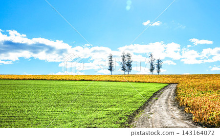 A refreshing early autumn blue sky and the scenery of Mild Seven Hill in Biei Town, Hokkaido. A refreshing early autumn blue sky and the scenery of Mild Seven Hill in Biei Town, Hokkaido. 143164072