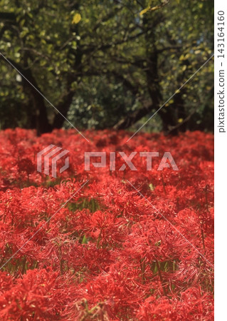 府中市鄉土森林博物館 - 紅花石蒜 府中市鄉土森林博物館 - 紅花石蒜 143164160